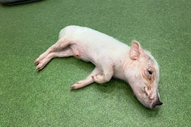 Micro Pig Café in Osaka Pet and Snap Cute Moments - Who This Experience Is Perfect For