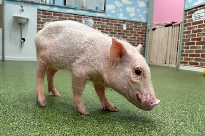 Micro Pig Café in Osaka Pet and Snap Cute Moments - FAQ