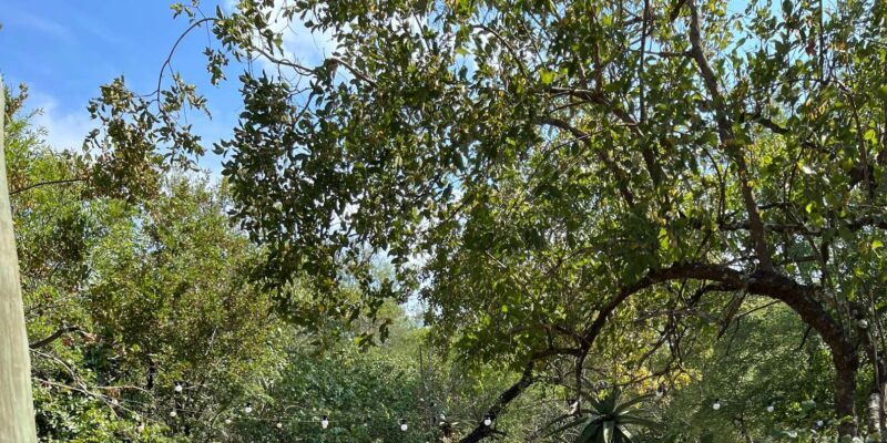 Mid-Range Kruger & Panorama All-Inclusive Safari from Joburg - Optional 5-Day Extension