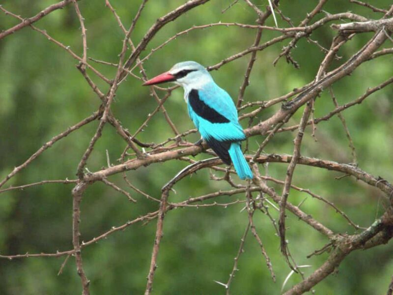 Mid-Range Kruger & Panorama All-Inclusive Safari from Joburg - The Sum Up