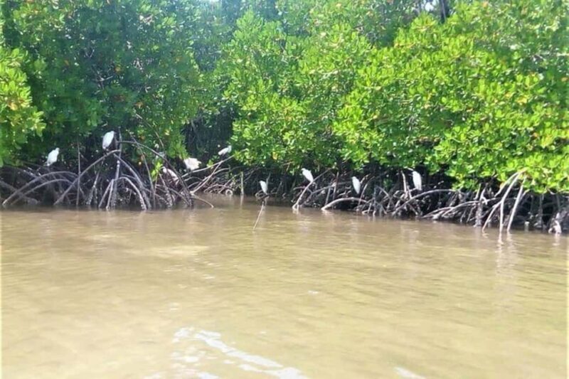 Mida Creek: Mangrove Forest and Lagoon Guided Tour Malindi - The Sum Up