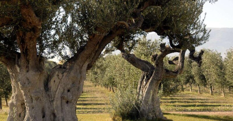 midday-olive-oil-tour-and-visit-to-old-town-of-belchite