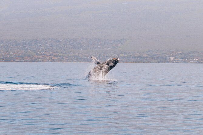 Midday Sail with the Whales Ma'alaea - Key Points  