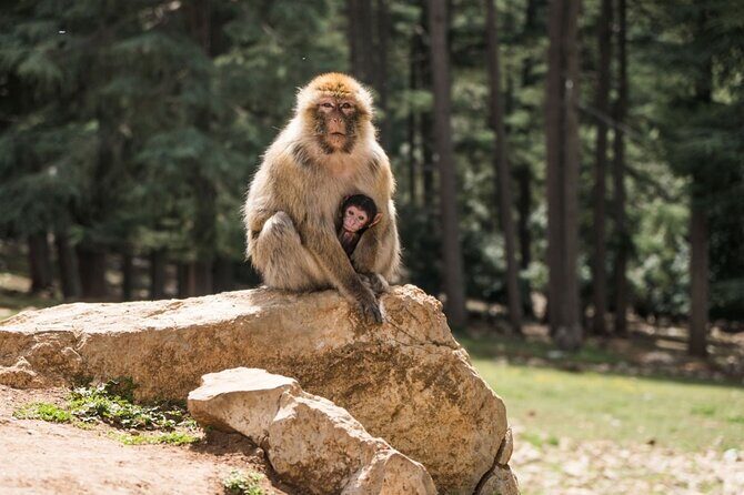 Middle Atlas Mountains, Cedar Forest and Azrou Day Trip from Fez - Final Thoughts