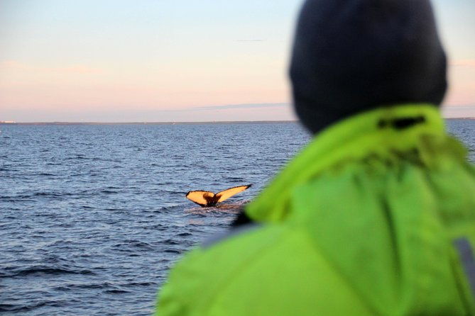 midnight-sun-whale-watching-from-reykjavik