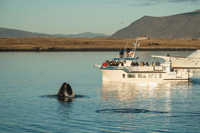 midnight-sun-whale-watching-from-reykjavik