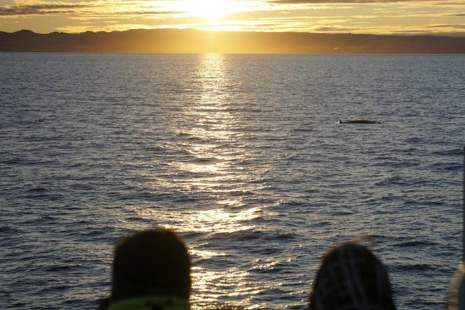 midnight-sun-whale-watching-from-reykjavik