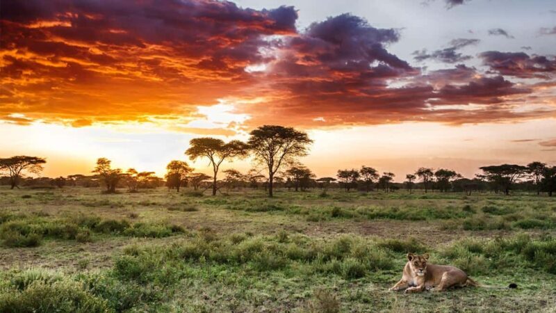Mikumi and Nyerere National Parks 4-Day Safari - Unpacking the 4-Day Safari Experience