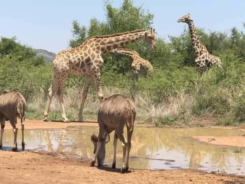 Mikumi Nationa Park include Flight with Lunch - Final Thoughts: Is This Tour Worth It?