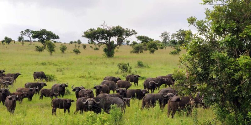 Mikumi National Park: 2-Day Safari - Key Points