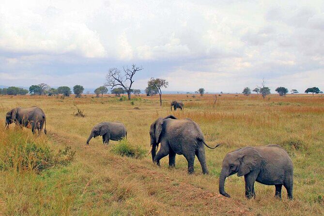 Mikumi National Park 2 Days/ 1 Night - The Experience in Detail