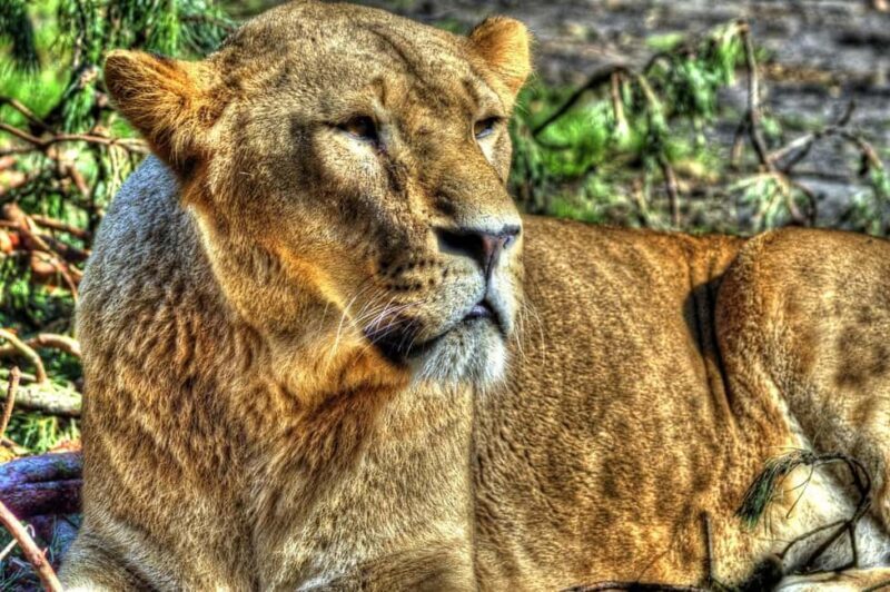 Mikumi National Park: 2 Days Camping safari - Key Points