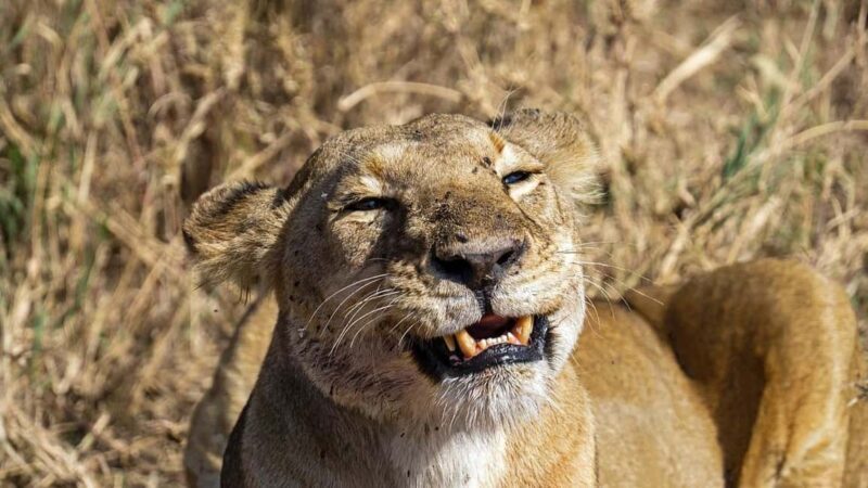 Mikumi National Park: 2 Days Camping safari - An In-Depth Look at the Mikumi Camping Safari