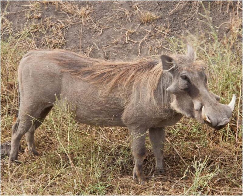 Mikumi National Park: 2 Days Camping safari - Practical Tips for Your Safari
