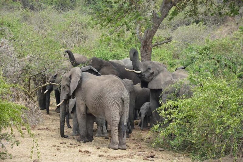 Mikumi National Park: 2 Days Camping safari - The Sum Up