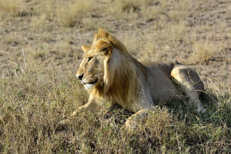 Mikumi National Park: 3-Day 2-Night Camping Safari - Whats Included and Whats Not  