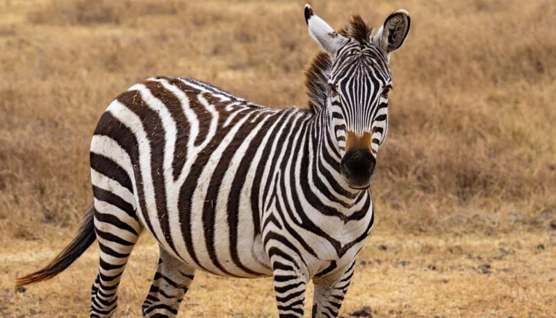 Mikumi National Park: 3-Day 2-Night Camping Safari - FAQ  