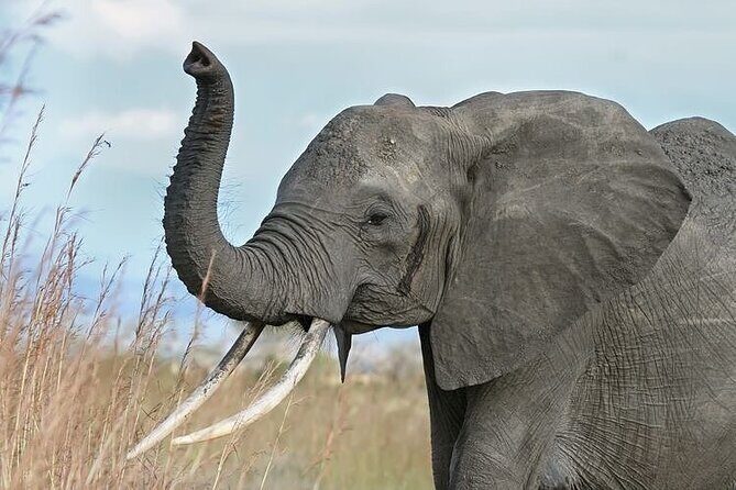 Mikumi National Park 3 Day Tour - Key Points