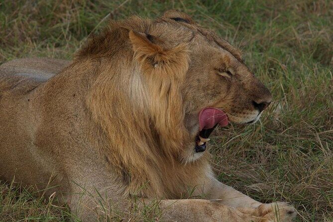 Mikumi National Park 3 Day Tour - The Itinerary in Detail: What to Expect Each Day