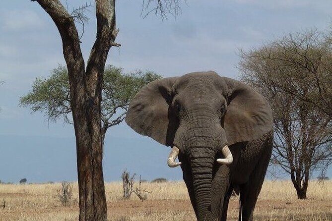 Mikumi National Park 3 Day Tour - Authentic Experiences and Notable Highlights