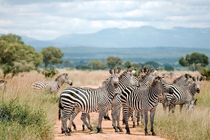 Mikumi National Park 3 Day Tour - Who Is This Tour Best For?