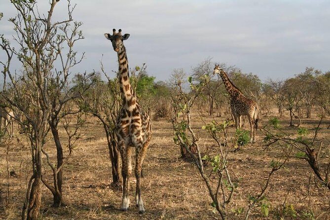 MIKUMI NATIONAL PARK - 3 Days - FAQ