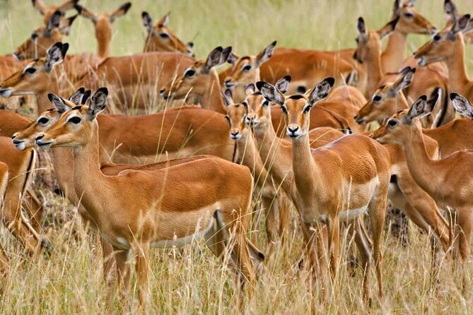 Mikumi National Park 3 Days - Discovering Mikumi National Park: What This Tour Offers