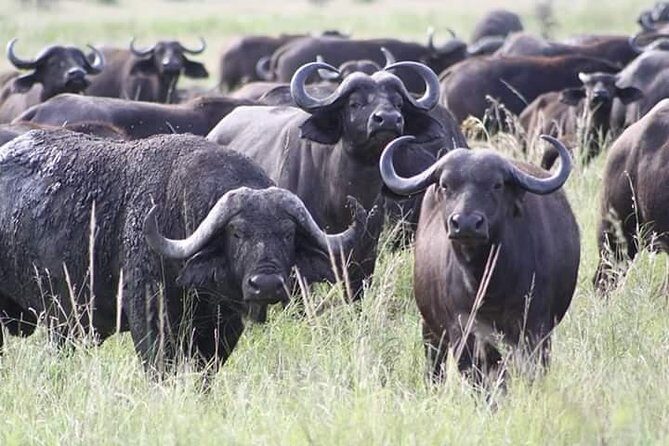 Mikumi National Park 3 Days - Final Thoughts: Is This Tour Worth It?