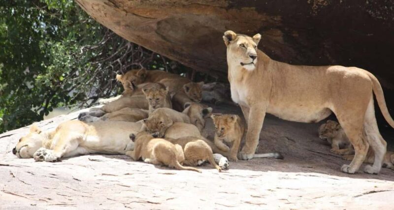 Mikumi National Park and Selous Game Reserve: 4-Day Safari - Key Points
