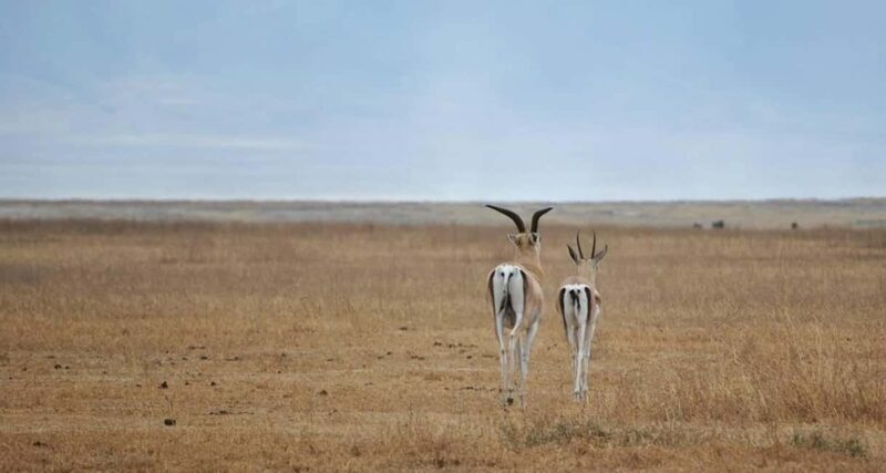 Mikumi National Park and Selous Game Reserve: 4-Day Safari - An In-Depth Look at the 4-Day Safari