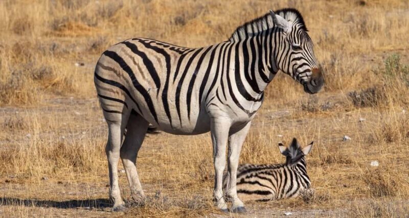 Mikumi National Park and Selous Game Reserve: 4-Day Safari - Who Will Love This Tour?