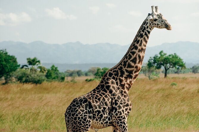 Mikumi National Park And Udzungwa Mountains National Park From Morogoro 2 Days - FAQ