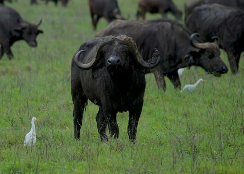 Mikumi National park Day Safari by car from Dar es salaam - Authentic Insights from Reviews