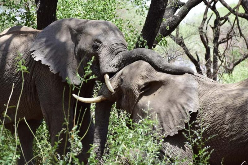 Mikumi National park Day Safari by car from Dar es salaam - FAQ