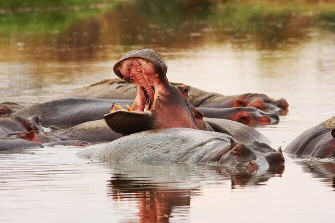Mikumi National Park Day Trip by Train From Dar Es Salaam - Key Points