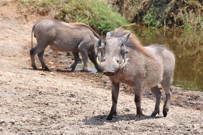 Mikumi National Park Day Trip by Train From Dar Es Salaam - The Value Proposition: Is It Worth It?