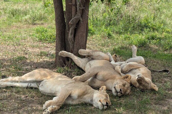 Mikumi National Park Day Trip by Train From Dar Es Salaam - Who Is This Tour Best For?