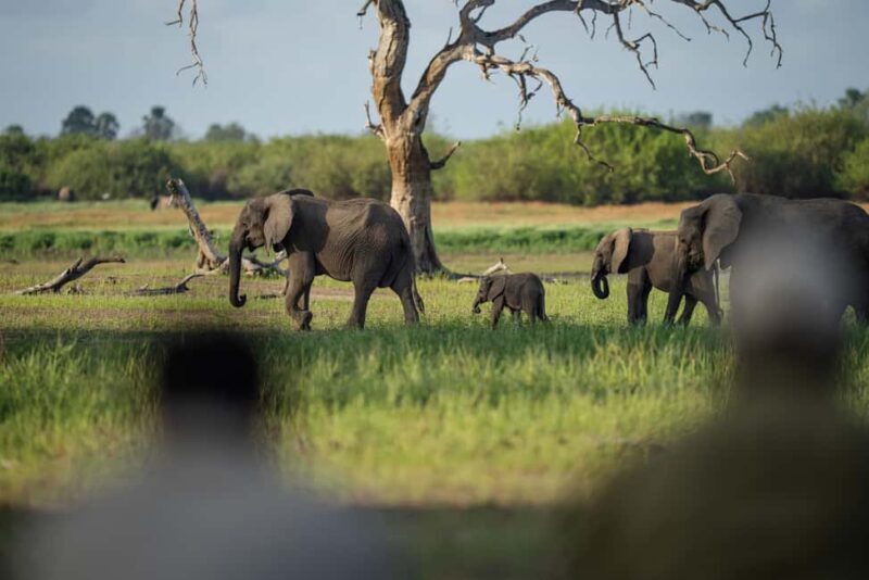 Mikumi National Park, Day Trip from Dar Es Salaam - The Itinerary Breakdown: What You Can Expect