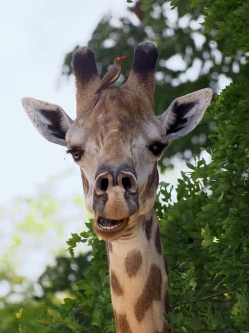 Mikumi National Park, Day Trip from Dar Es Salaam - FAQ