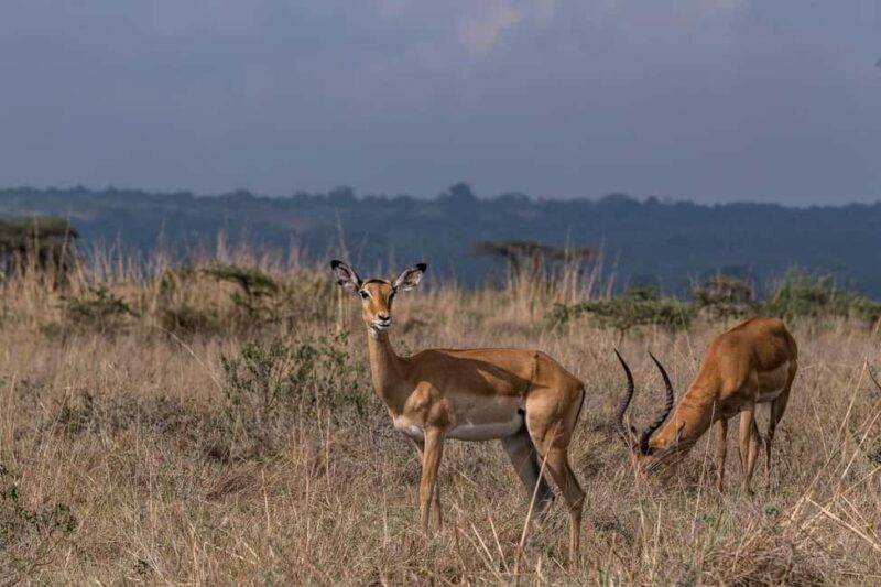 Mikumi National Park day trip safari from Zanzibar by flight - Key Points