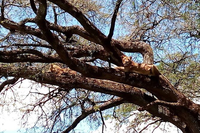 Mikumi national park full day tour - Key Points