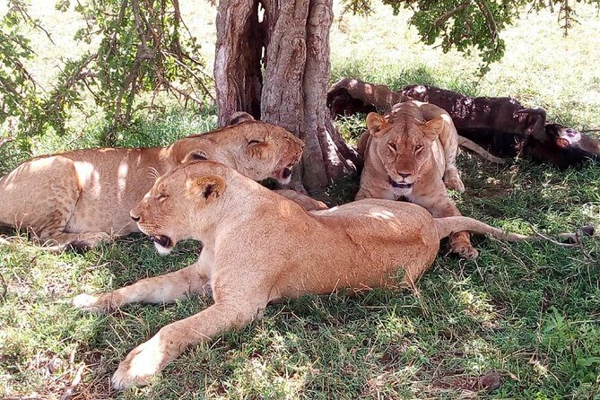 Mikumi national park full day tour - The Return Journey