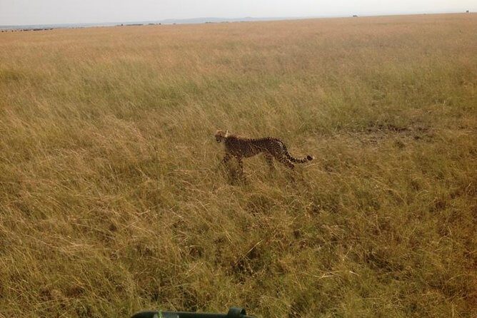 Mikumi national park full day tour from Dar es sallam - What to Expect on the Itinerary