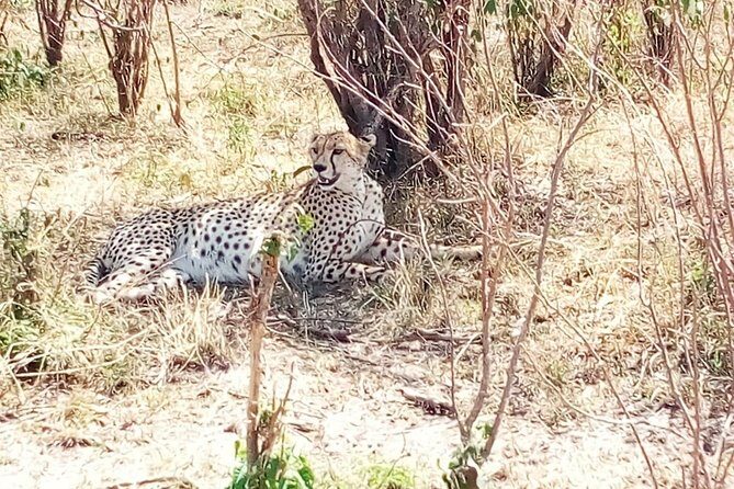 Mikumi national park full day tour from Dar es sallam - Transportation & Comfort