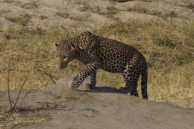 Mikumi National Park in a Day - A Day Tour from Morogoro - Key Points