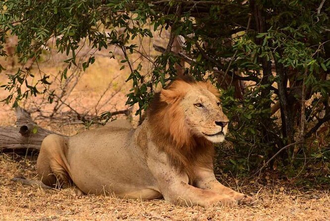 Mikumi National Park in a Day - A Day Tour from Morogoro - Vehicle & Experience Quality