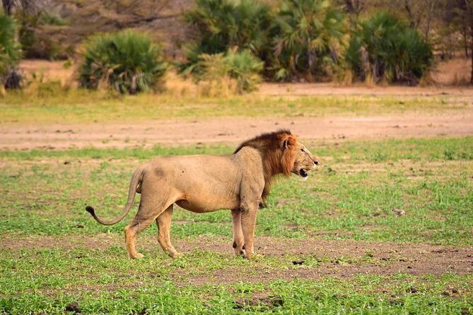 Mikumi National Park in a Day - A Day Tour from Morogoro - Authentic Encounters and Guide Insights
