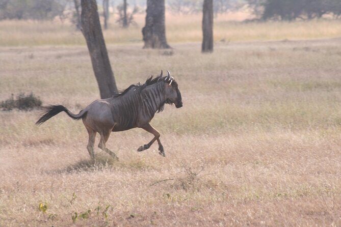 Mikumi National Park & Udzungwa Water Falls 3 Days Group Tour - Who Should Book This Tour?