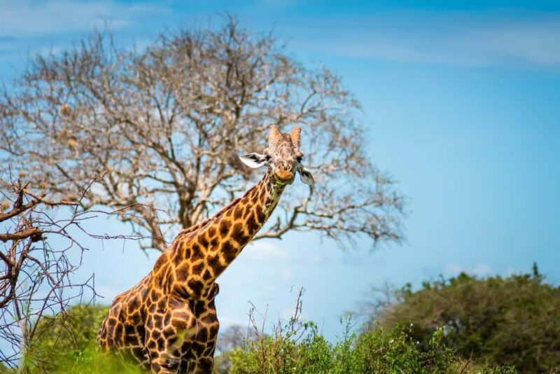 Mikumi National Park & Udzungwa Waterfalls 4-Day Tour - Key Points