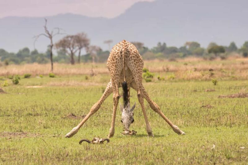 Mikumi National Park & Udzungwa Waterfalls 4-Day Tour - Introduction: Who Is This Tour For?